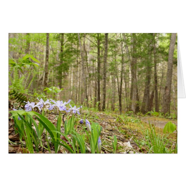 Smoky Mountain Trail in Spring (Front Horizontal)