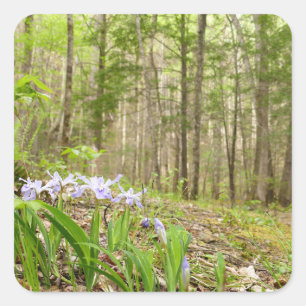 Smoky Mountain Trail in Spring Square Sticker