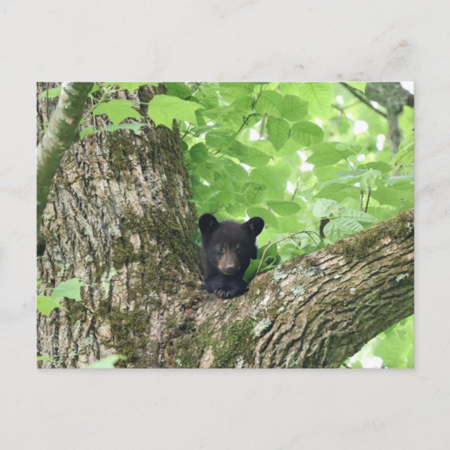 Smoky Mountains Black Bear Cub Wildlife Postcard (Front)
