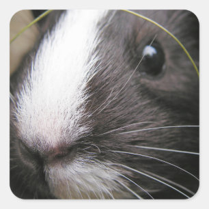 Smooth, Black and White Guinea Pig Face Square Sticker
