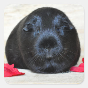 Smooth, Black Guinea Pig and Rose Petals Square Sticker