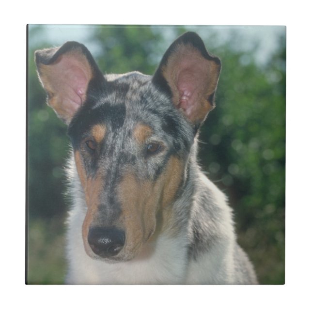 Smooth Blue Merle Collie Tile (Front)