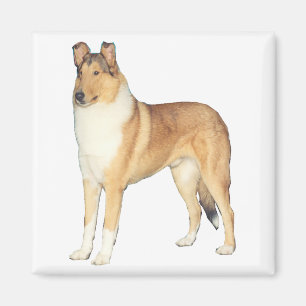 Smooth Collie Gifts Magnet