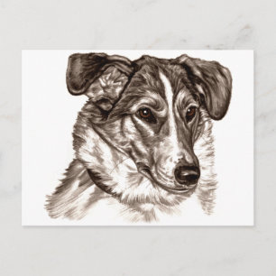 Smooth Collie Portrait Postcard