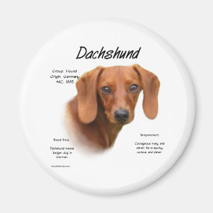 Smooth Dachshund Meet the Breed - Magnet