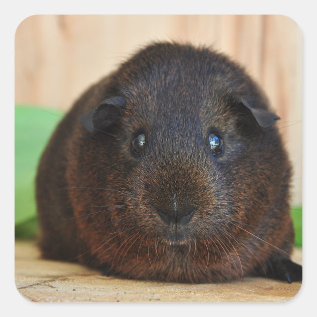 Smooth, Golden Agouti Guinea Pig Square Sticker (Front)