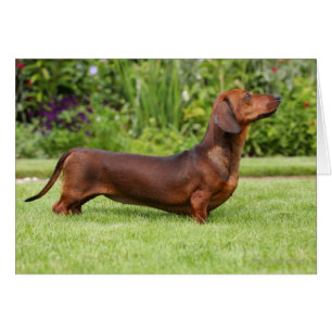 Smooth-haired Miniature Dachshund