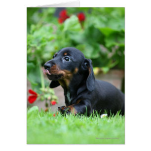 Smooth-haired Miniature Dachshund 1