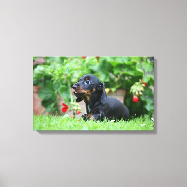 Smooth-haired Miniature Dachshund 1 Canvas Print (Front)