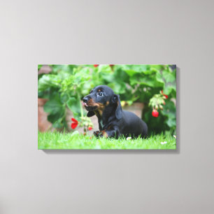 Smooth-haired Miniature Dachshund 1 Canvas Print