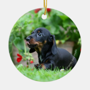 Smooth-haired Miniature Dachshund 1 Ceramic Tree Decoration