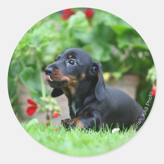 Smooth-haired Miniature Dachshund 1 Classic Round Sticker (Front)