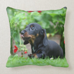 Smooth-haired Miniature Dachshund 1 Cushion