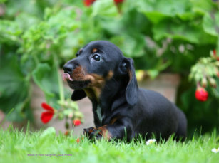 Smooth Haired Miniature Dachshund Gifts Gift Ideas Zazzle Uk