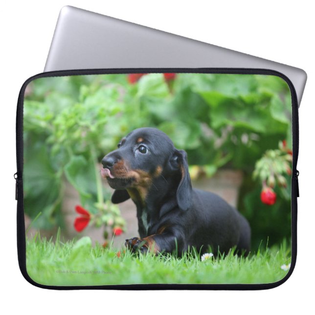 Smooth-haired Miniature Dachshund 1 Laptop Sleeve (Front)