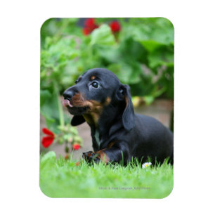 Smooth-haired Miniature Dachshund 1 Magnet