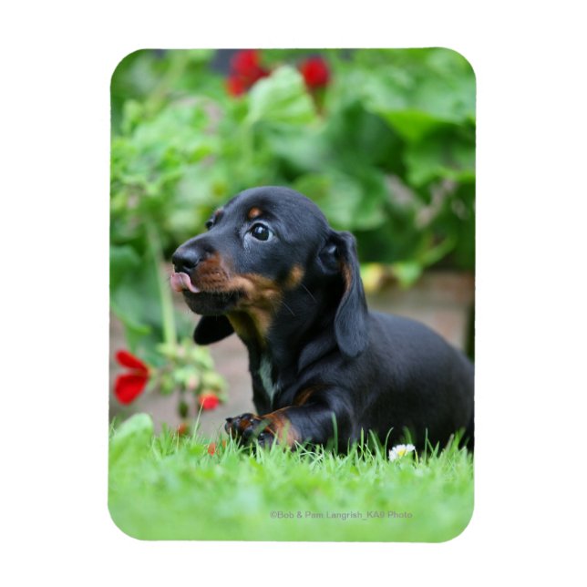 Smooth-haired Miniature Dachshund 1 Magnet (Vertical)