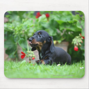 Smooth-haired Miniature Dachshund 1 Mouse Mat