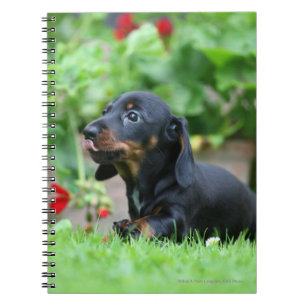 Smooth-haired Miniature Dachshund 1 Notebook