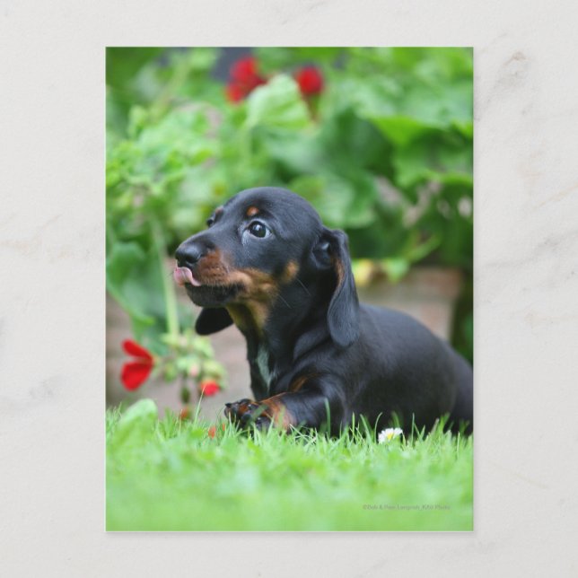 Smooth-haired Miniature Dachshund 1 Postcard (Front)