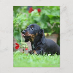 Smooth-haired Miniature Dachshund 1 Postcard