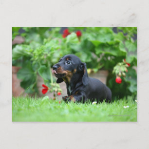 Smooth-haired Miniature Dachshund 1 Postcard