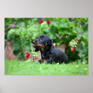 Smooth-haired Miniature Dachshund 1 Poster
