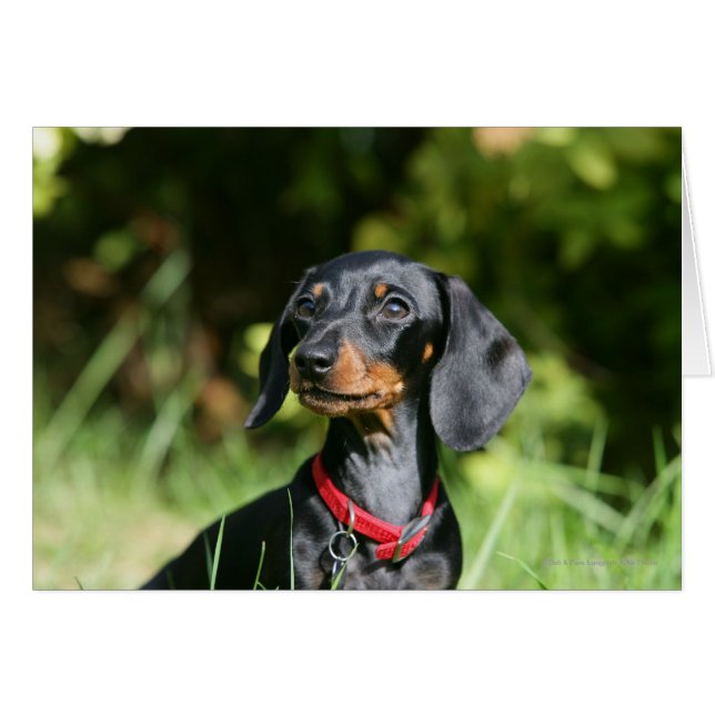 Smooth-haired Miniature Dachshund 3 (Front Horizontal)