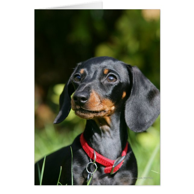 Smooth-haired Miniature Dachshund 3 (Front)