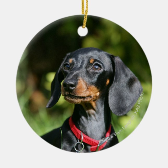 Smooth-haired Miniature Dachshund 3 Ceramic Tree Decoration (Front)