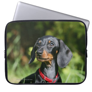 Smooth-haired Miniature Dachshund 3 Laptop Sleeve