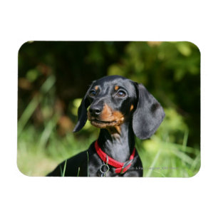 Smooth-haired Miniature Dachshund 3 Magnet
