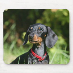 Smooth-haired Miniature Dachshund 3 Mouse Mat