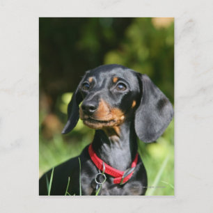 Smooth-haired Miniature Dachshund 3 Postcard