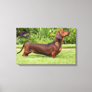 Smooth-haired Miniature Dachshund Canvas Print