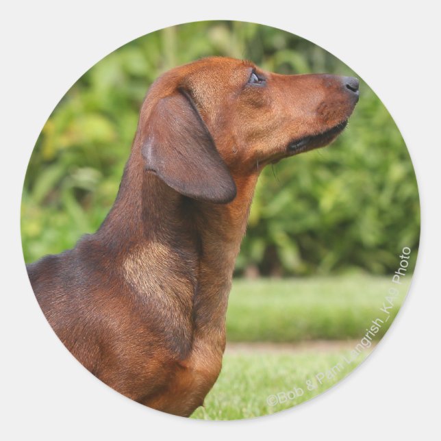 Smooth-haired Miniature Dachshund Classic Round Sticker (Front)