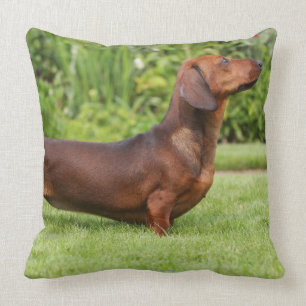 Smooth-haired Miniature Dachshund Cushion