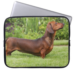 Smooth-haired Miniature Dachshund Laptop Sleeve