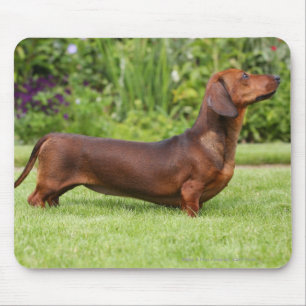 Smooth-haired Miniature Dachshund Mouse Mat