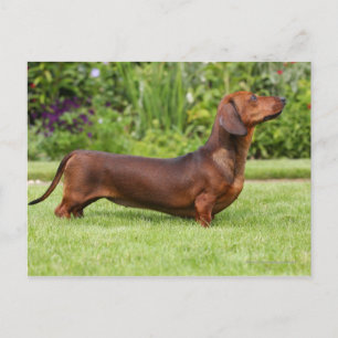 Smooth-haired Miniature Dachshund Postcard