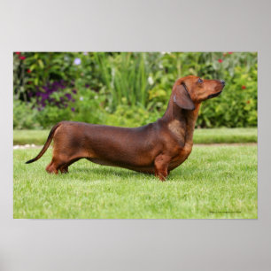 Smooth-haired Miniature Dachshund Poster