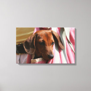 Smooth-haired Miniature Dachshund Puppy Canvas Print