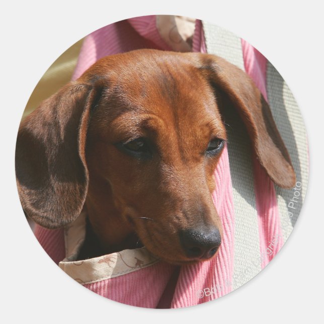 Smooth-haired Miniature Dachshund Puppy Classic Round Sticker (Front)