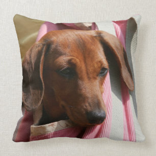 Smooth-haired Miniature Dachshund Puppy Cushion