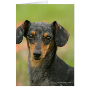 Smooth-haired Miniature Dachshund Puppy Looking at