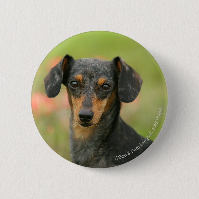 Smooth-haired Miniature Dachshund Puppy Looking at 6 Cm Round Badge (Front)