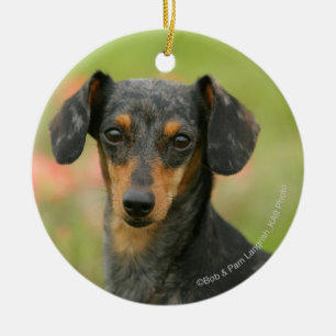Smooth-haired Miniature Dachshund Puppy Looking at Ceramic Tree Decoration