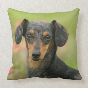 Smooth-haired Miniature Dachshund Puppy Looking at Cushion