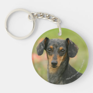 Smooth-haired Miniature Dachshund Puppy Looking at Key Ring