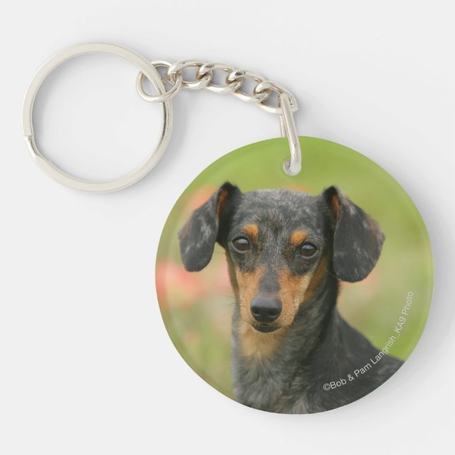 Smooth-haired Miniature Dachshund Puppy Looking at Key Ring (Front)